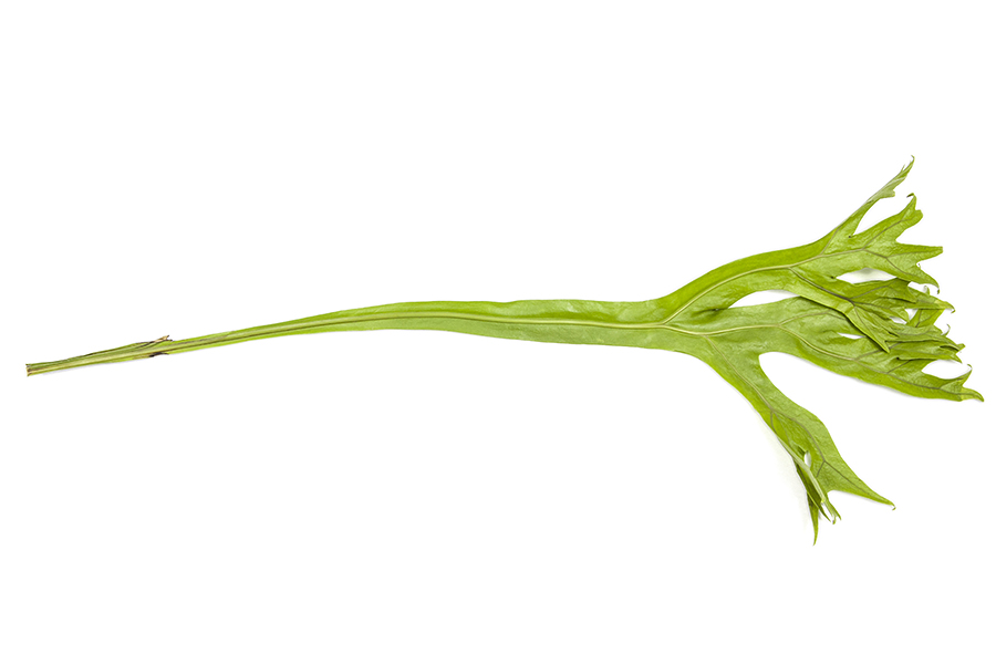 Asplenium_15