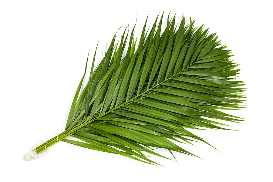 areca palm, goudpalm, dypsis lutecens, cane palm, palm blad