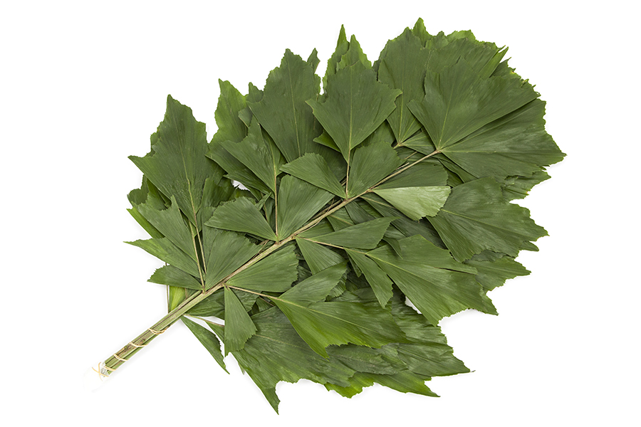 fishtail palm, caryota mitis