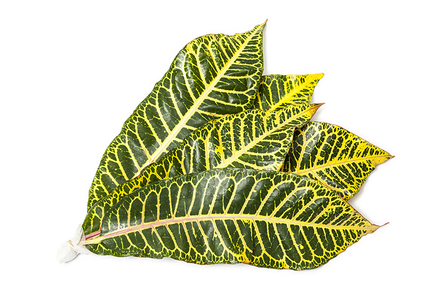 Croton_06 fishtail palm, caryota mitis