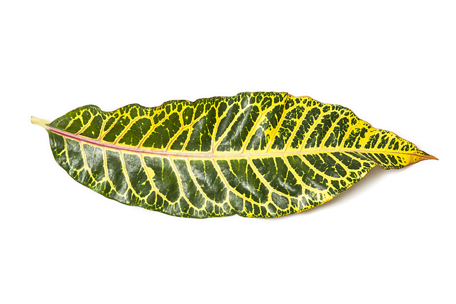 Croton_09
