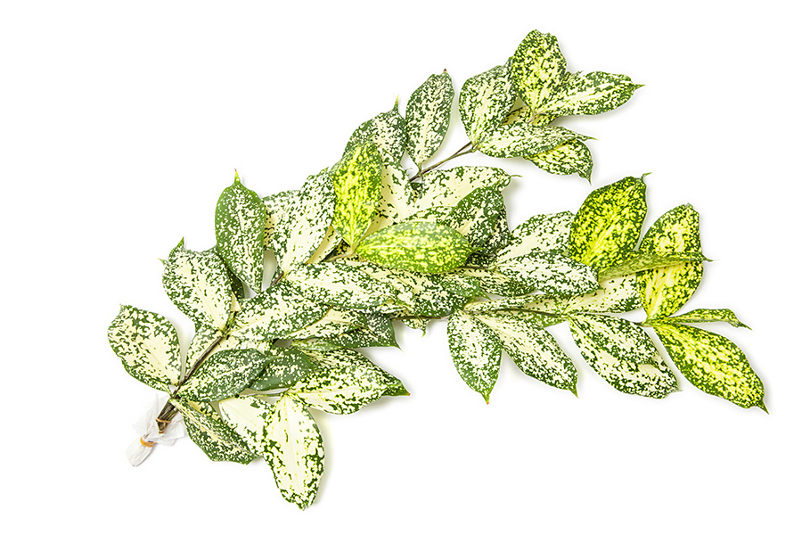 Dracaena-Godseffiana_08