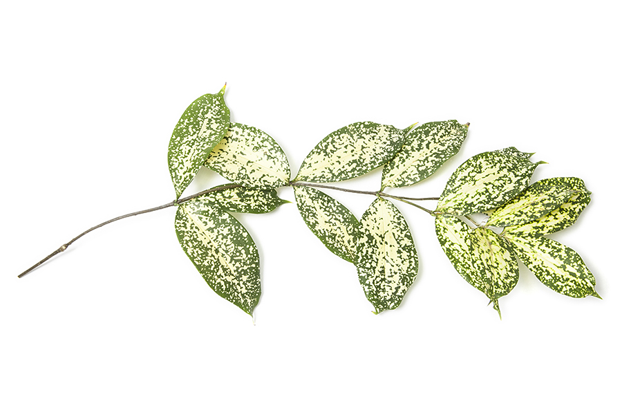 Dracaena Godseffiana_10