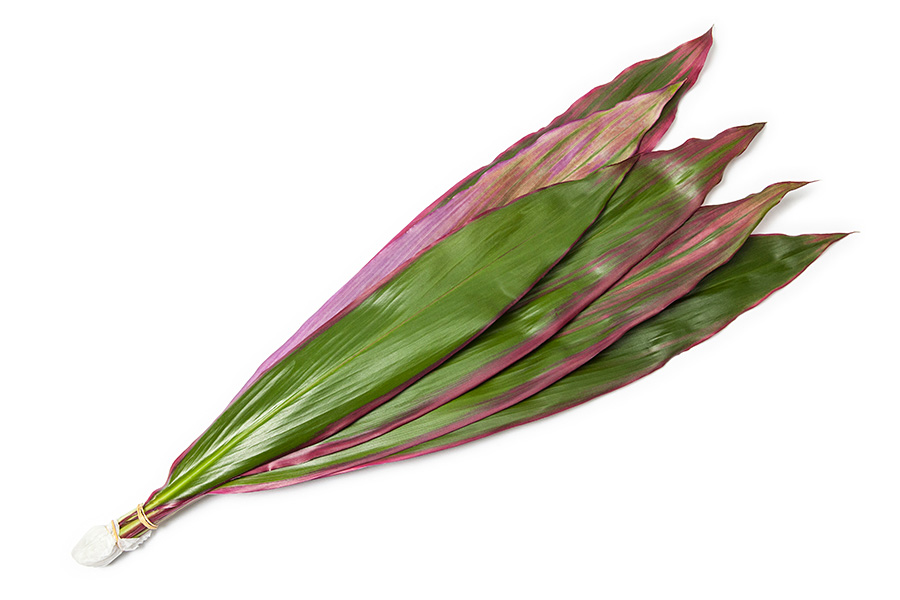 Cordyline Firebrand