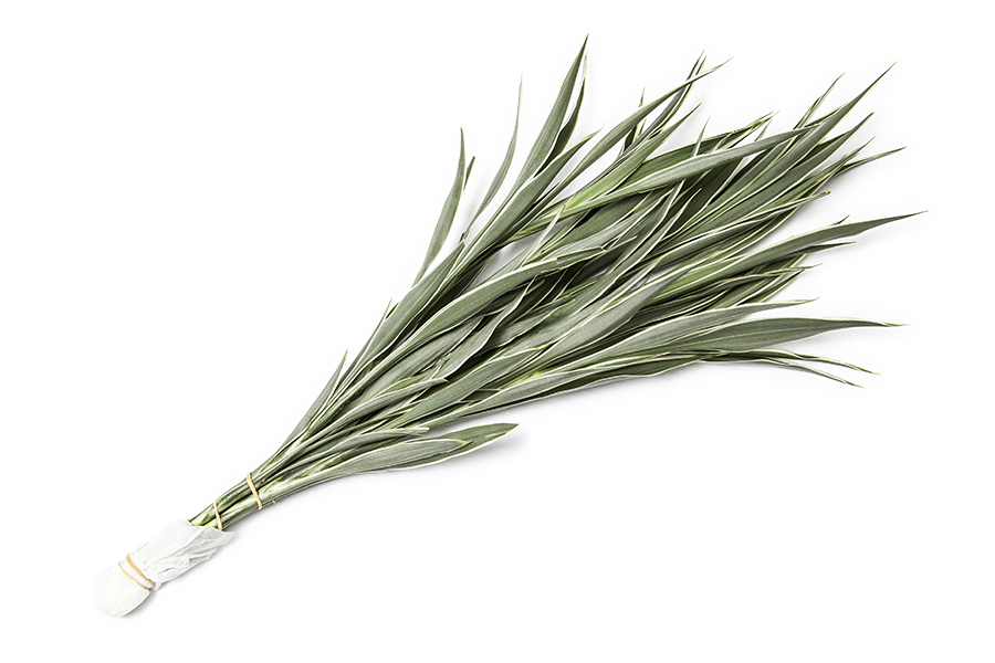 dracaena Sandriana Cellus acaena Sandriana Cellus