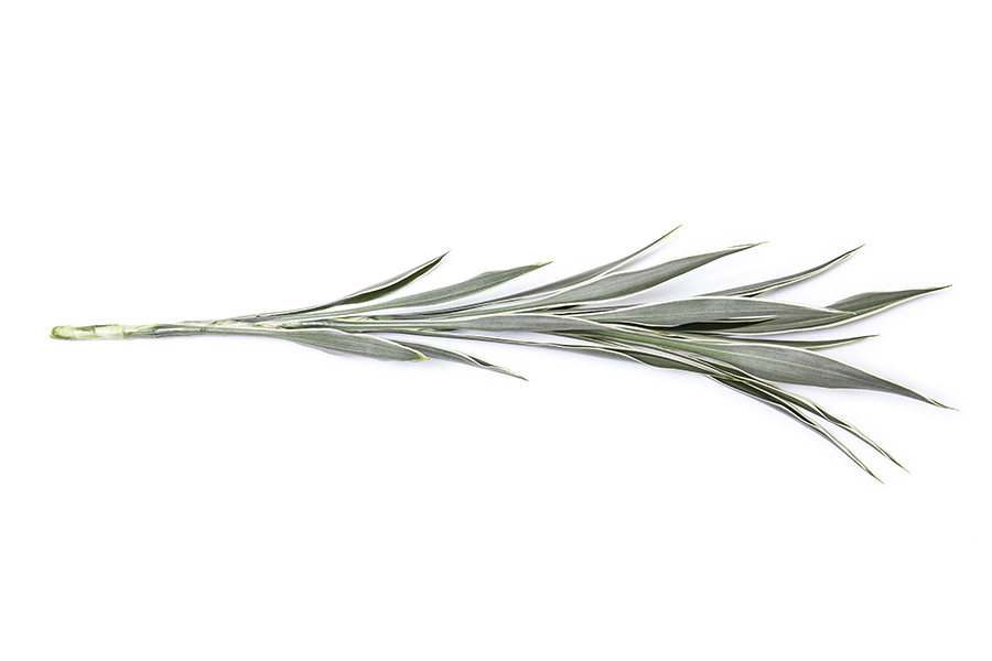 Dracaena Sandriana Cellus Dracaena Sandriana Cellus
