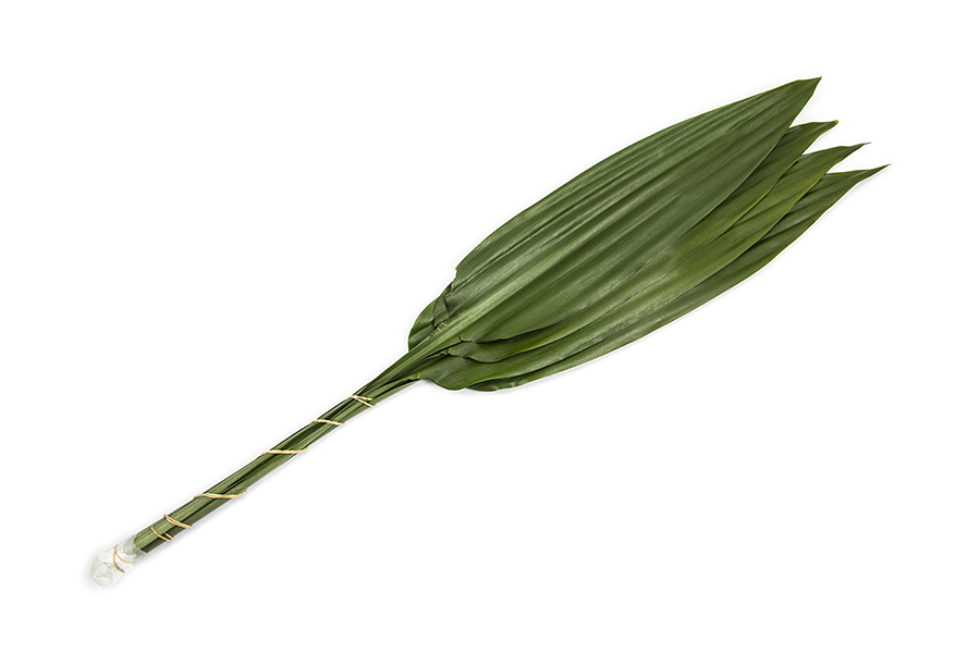 Dracaena Thaliodes